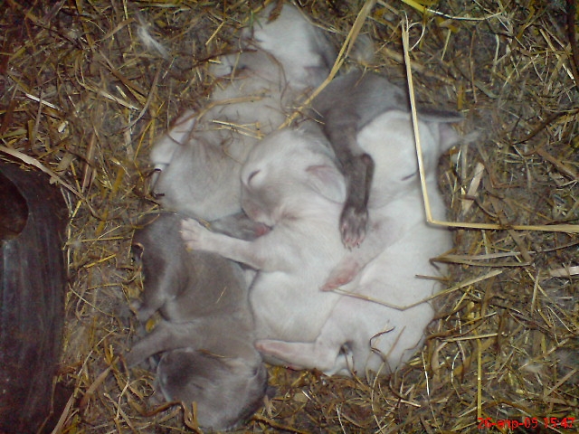 крольчатам 10 дня