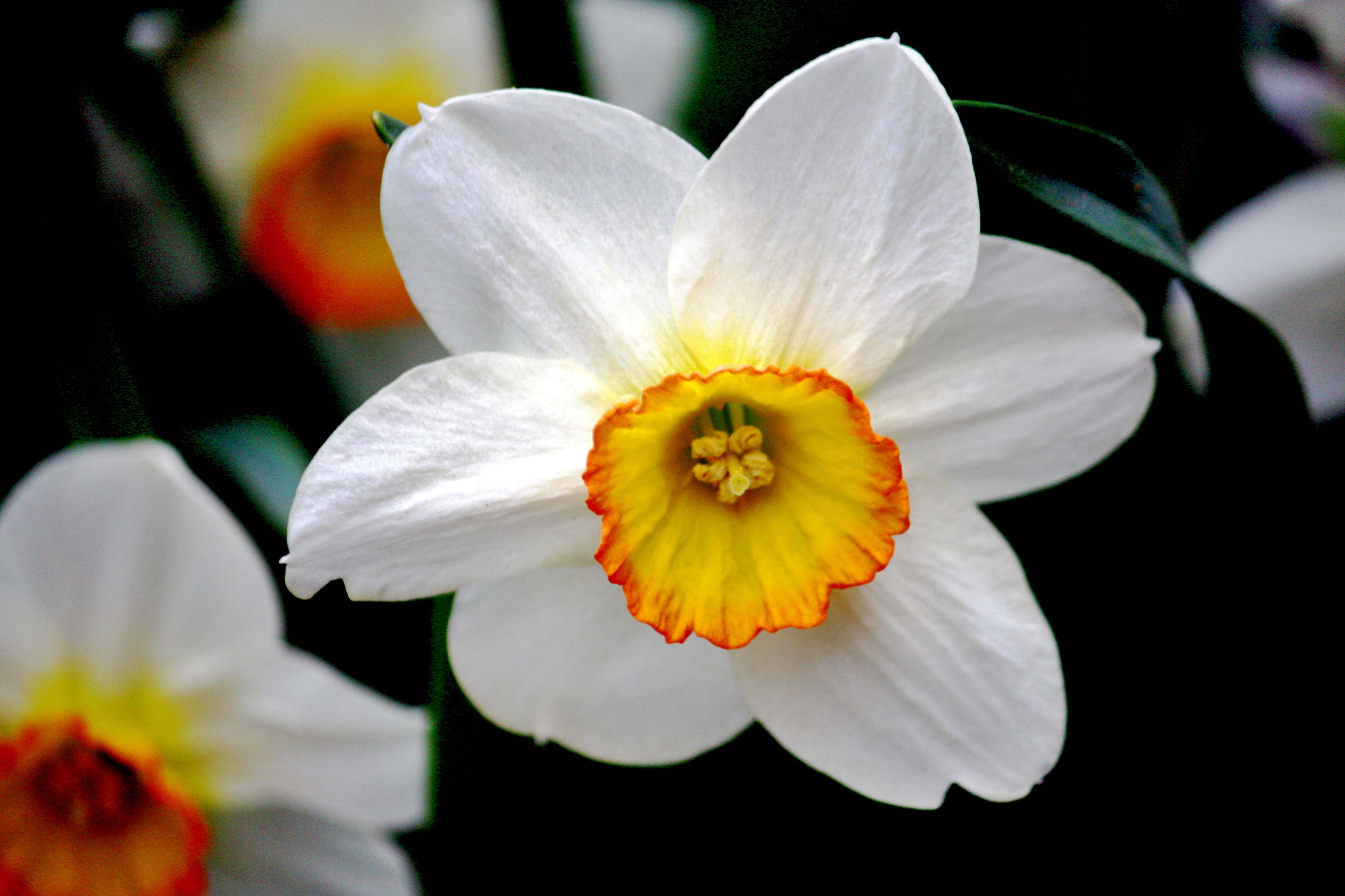 Название цветка нарцисс. Нарцисс Erlicheer. Нарцисс Гелиос. Нарцисс (растение). Нарцисс мелкокорончатый Barrett Browning.