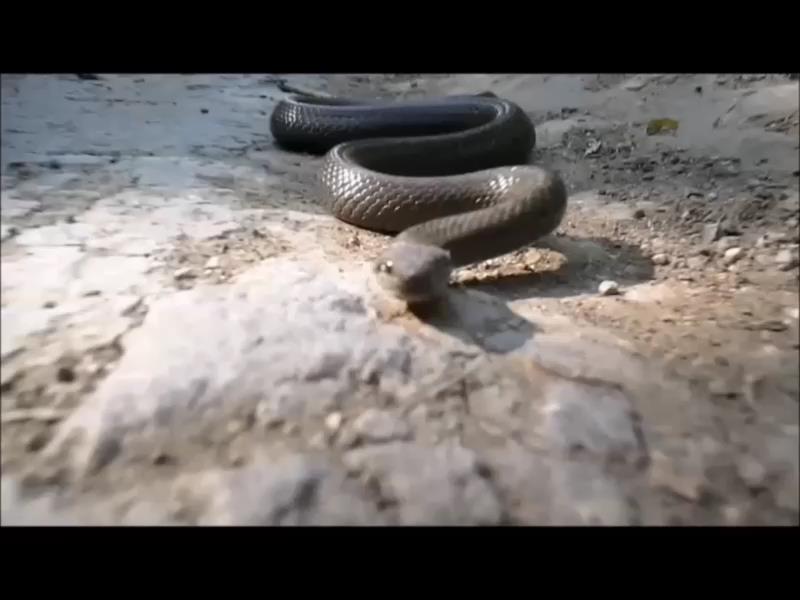 Песня со змеями