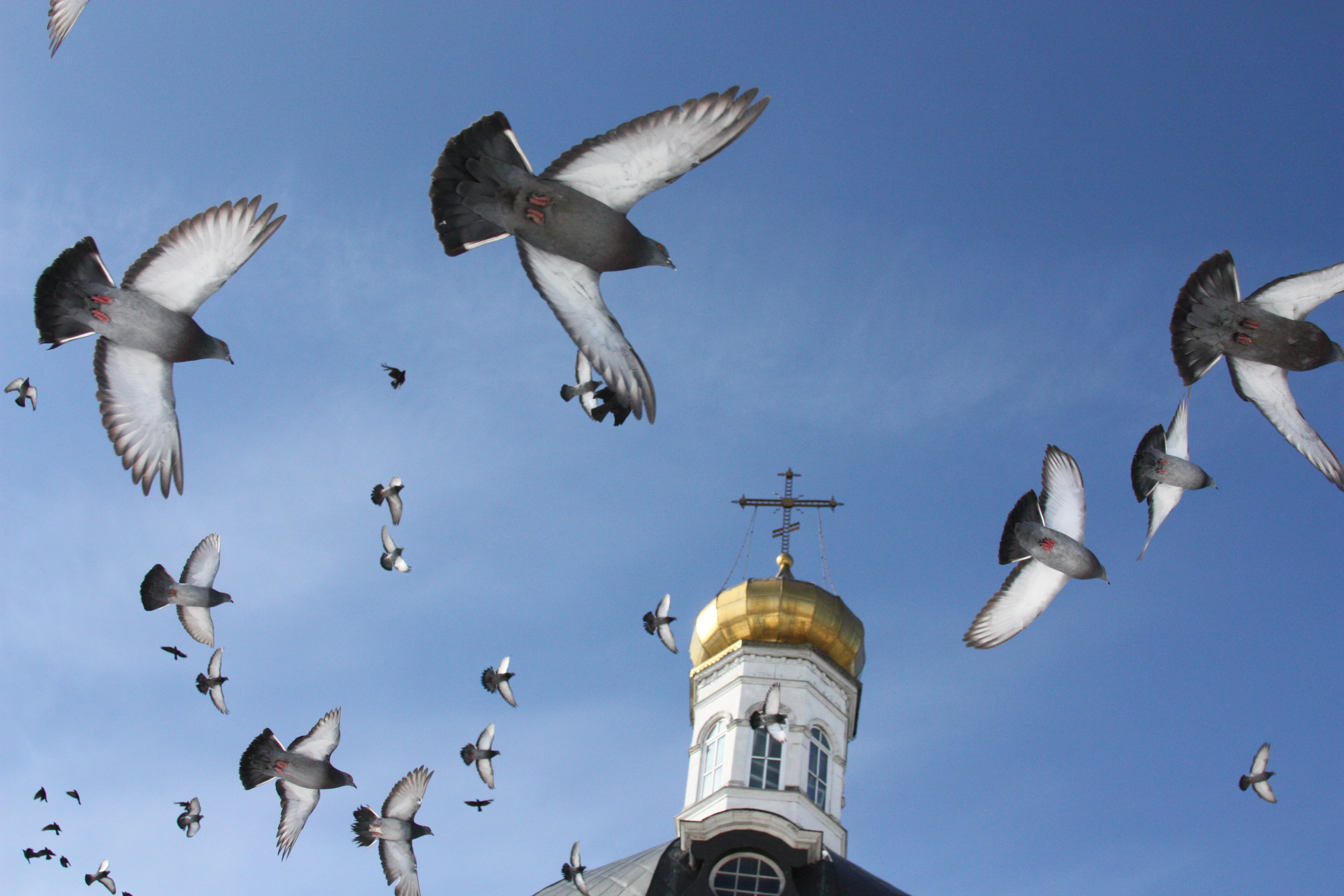Птицы над Церковью
