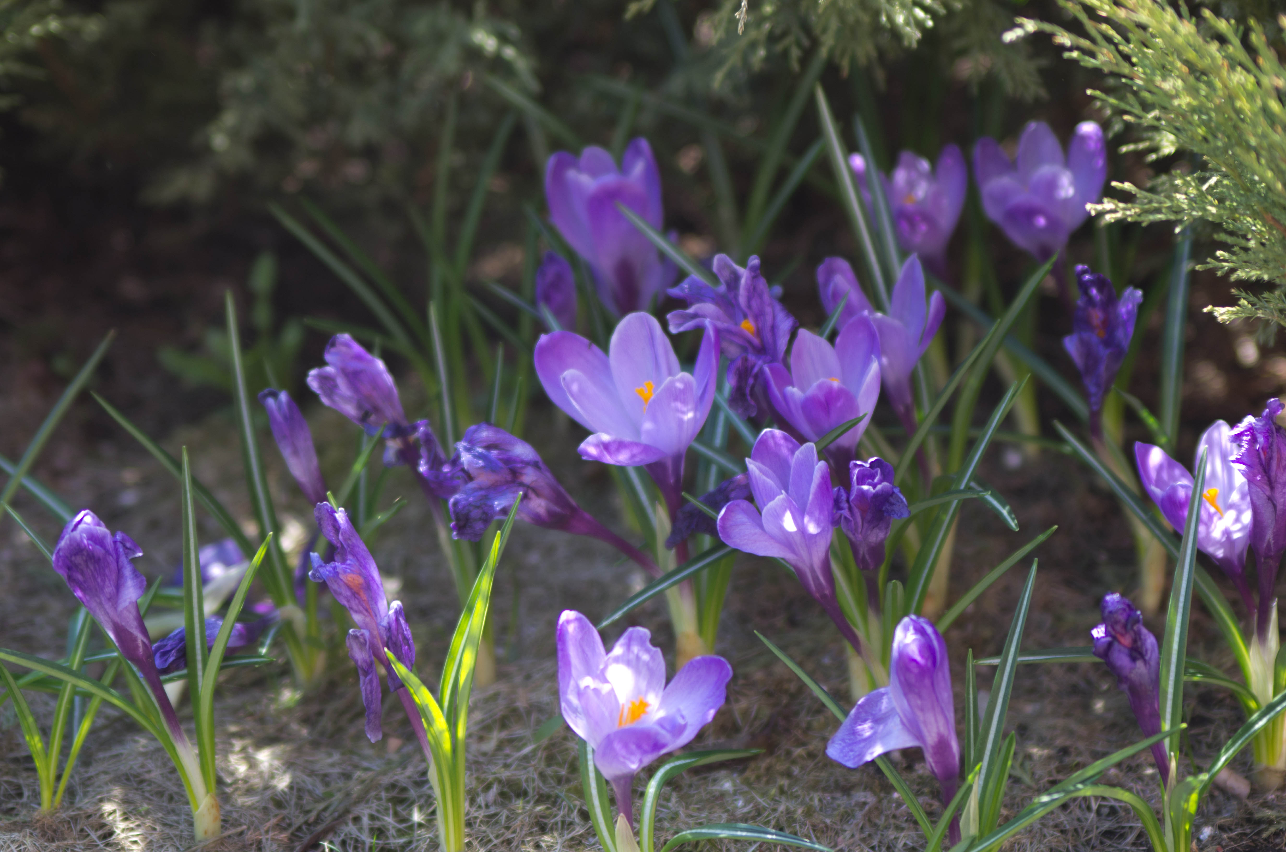 Цветы которые цветут весной названия и фото