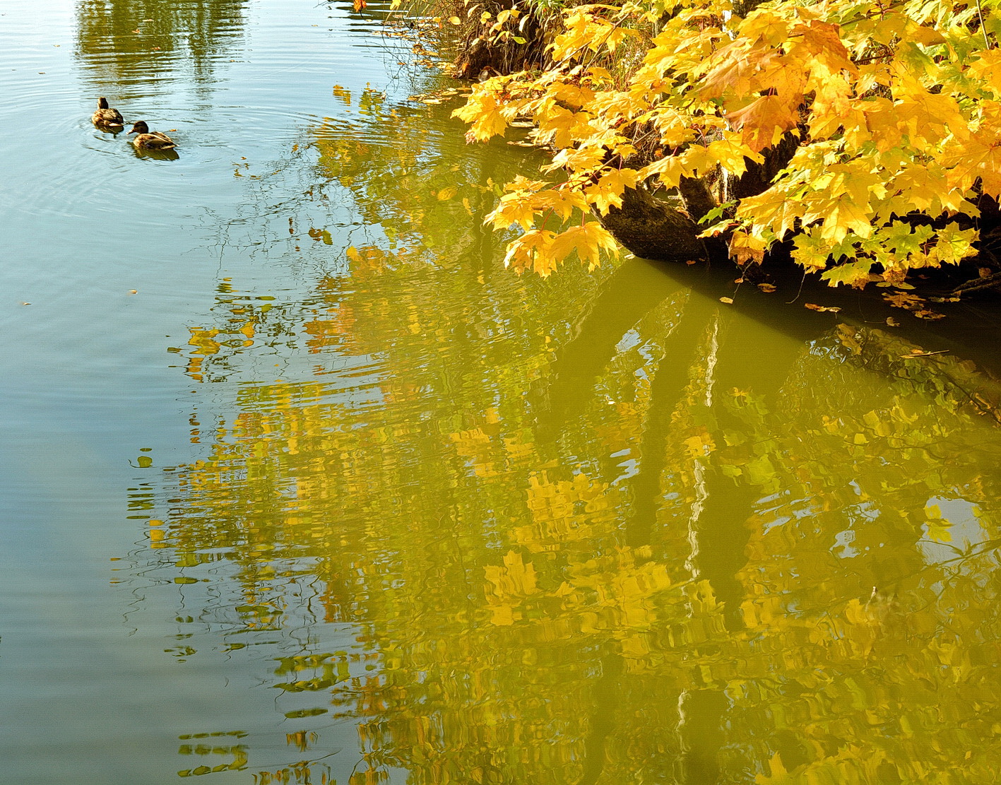Озеро желтые воды. Желтое озеро. Озеро желтое Курская область. Желтое озеро Краснодар. Жёлтое озеро в Железнодорожном.