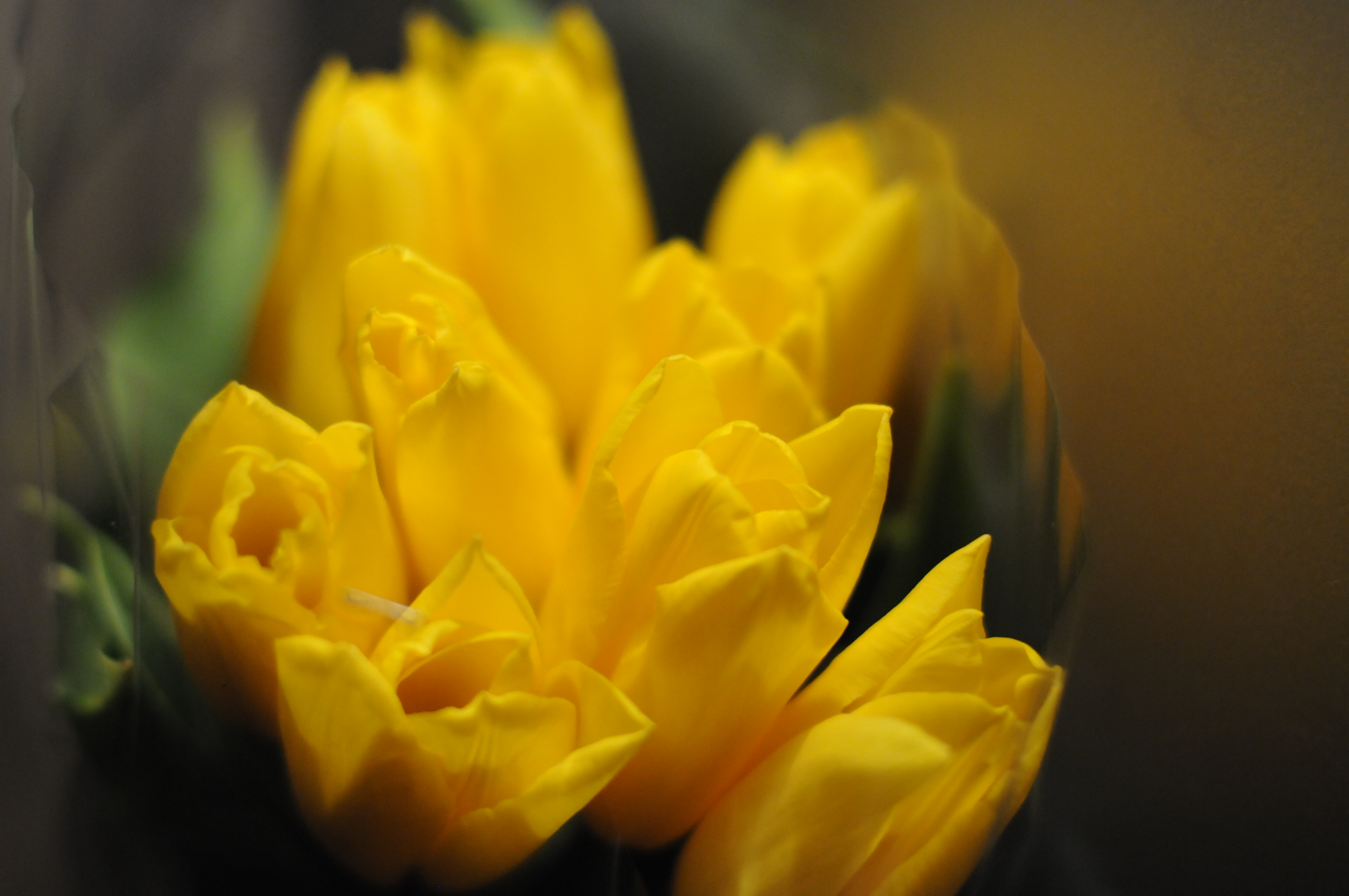 Почему тюльпаны желтеют