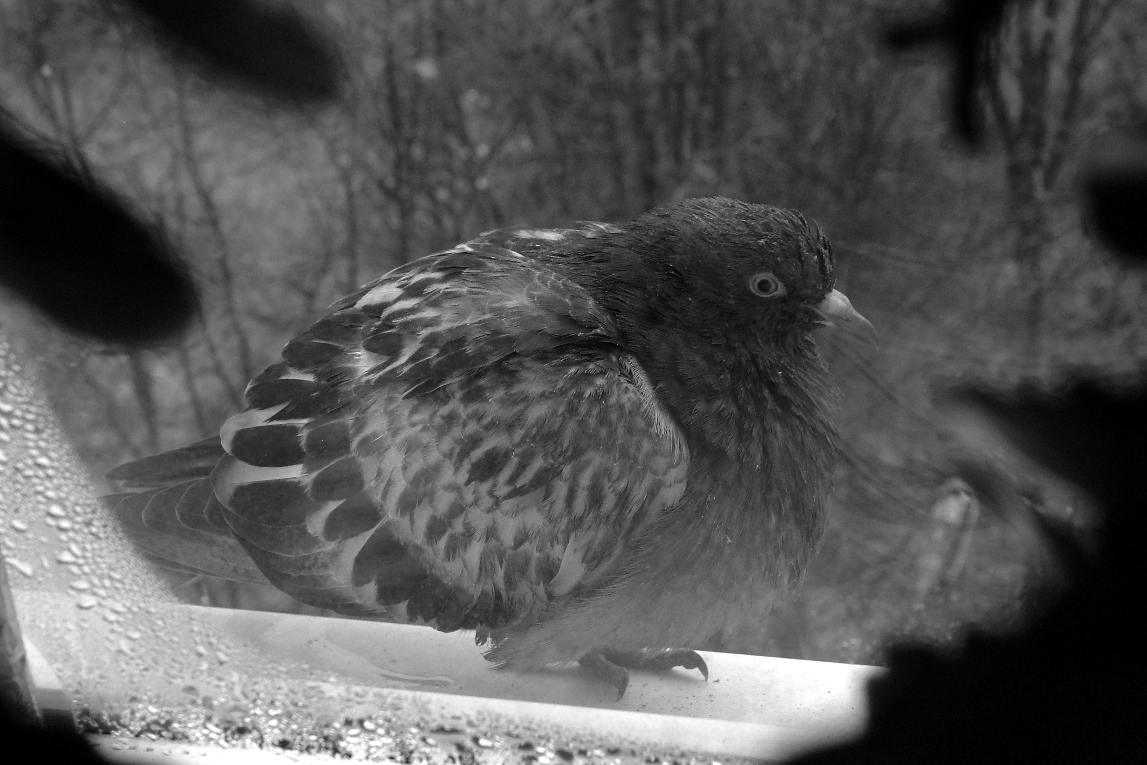 одинокий голубь на карнизе за окном,смотрит на меня стучится в дом .