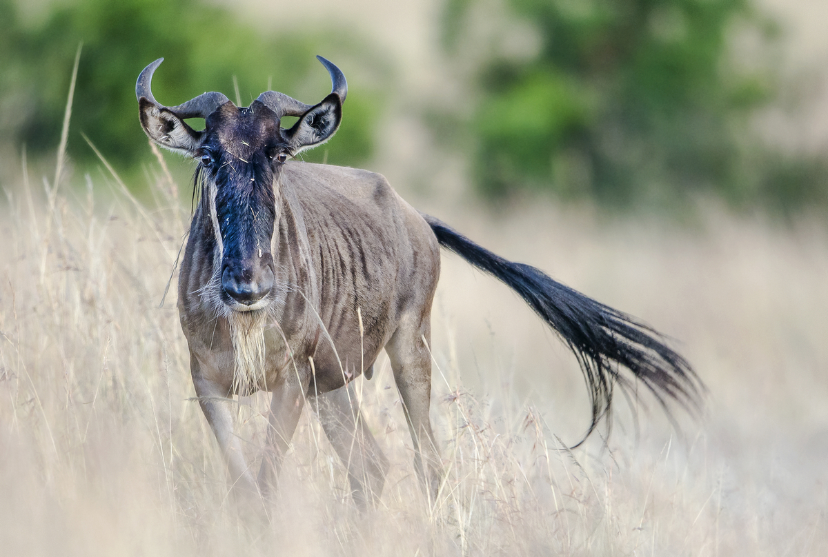 Сайт гну. Антилопа гну. Африканская антилопа гну. Антилопа гну самец. Голубая антилопа гну.