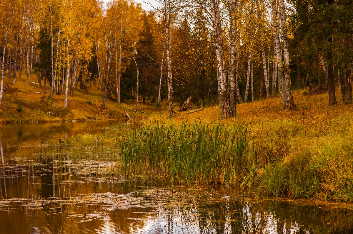 Бродить в перелеске. Осенний лес Россия. Осень в лесу. Березовый лес осенью. Золотая осень озеро.