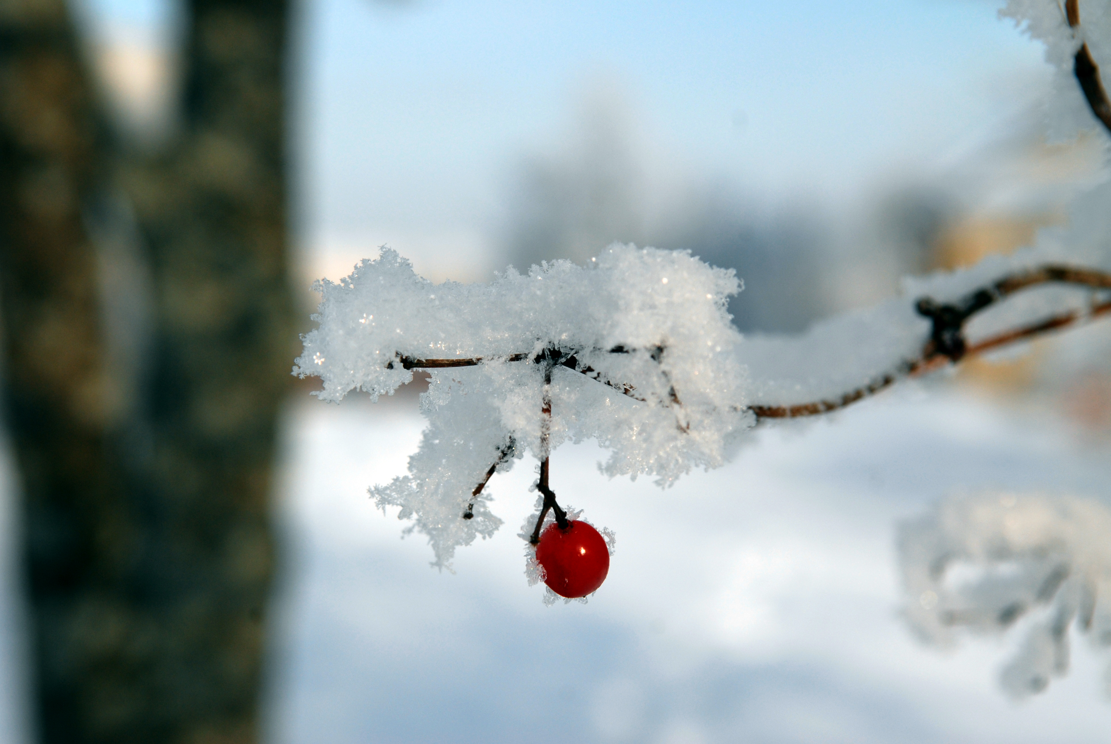 Январский утренний порой по снегу скрип веселый. Первый снег. Небольшой снег. Небольшой снег в декабре. Первые снежинки.