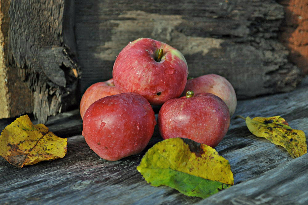Осенью с яблони собрали яблоки желтые зеленые. Осенние яблоки. Яблоки природа. Яблоня осенний победитель.
